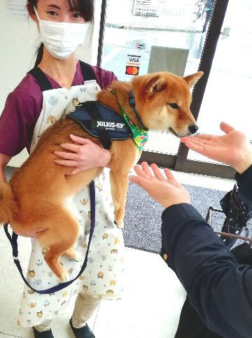 動物看護師の主な１日の流れ04