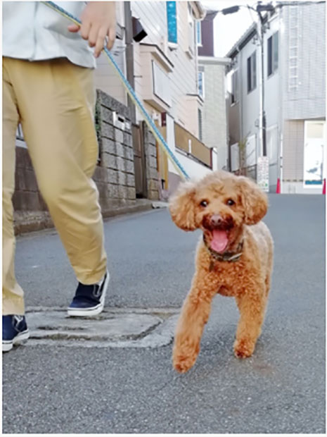 動物看護師の主な１日の流れ01